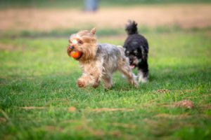 Dogs Playing Mishawaka IN