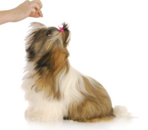 dog eating high valued treats