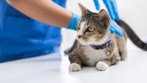 Cat ready for vaccine