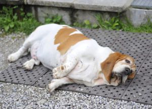 Fat Dog laying down