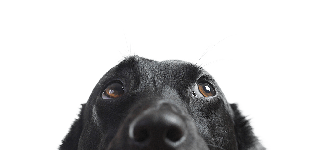black dog close up