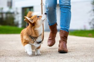dog training: corgi puppy on a leash from a woman