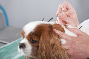 cat and dog acupuncture veterinarian 