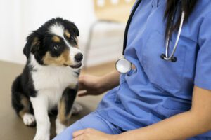 can ozone therapy treat cancer in dogs