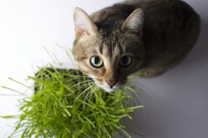 chinese herbal therapy for cats mishawaka in