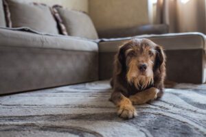 signs of arthritis in dogs in mishawaka, in