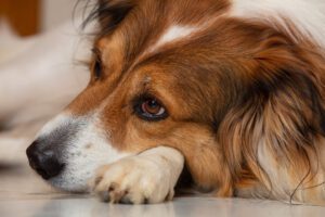 signs and integrative treatment for anemia in dogs